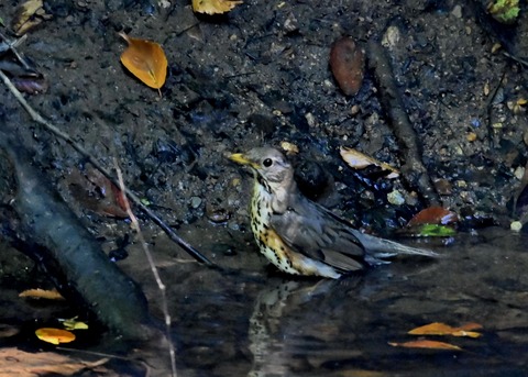 クロツグミ♀1506