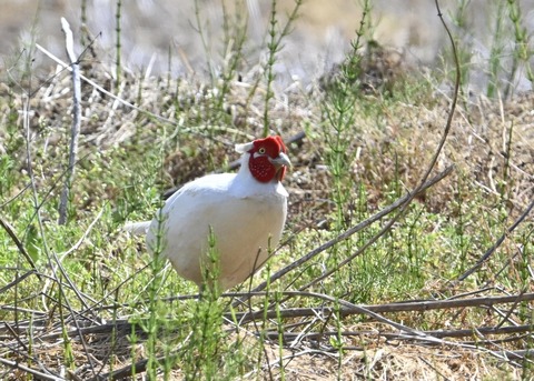 キジ♂白化8138