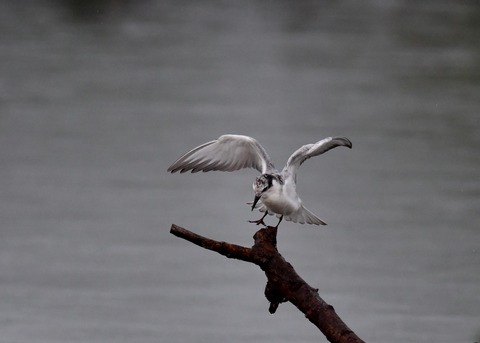 クロハラアジサシ幼鳥1867