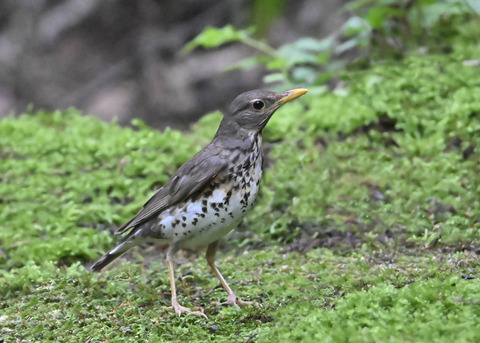 クロツグミ♀9113