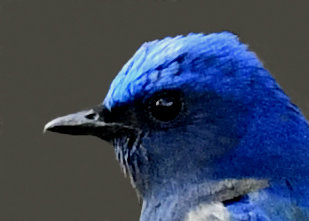 オオルリ♂7407-02