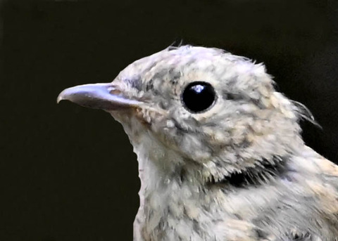 オオルリ♀幼鳥5003