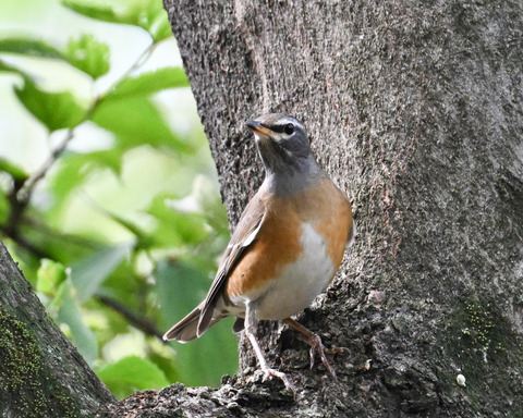 マミチャジナイ9903