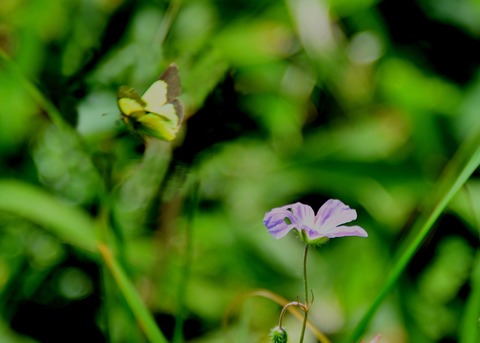 ミヤマモンキチョウ♂2307