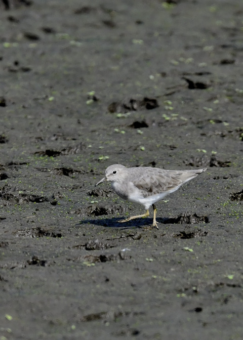 オジロトウネン4974