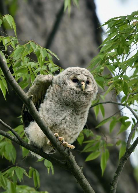 フクロウのヒナ②9623
