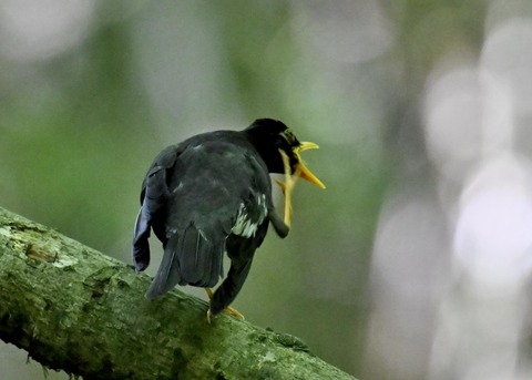 クロツグミ♂5719