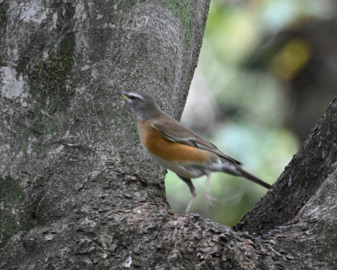 マミチャジナイ2775