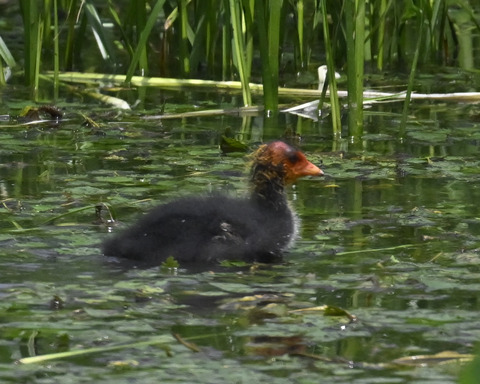 オオバンのひな6098