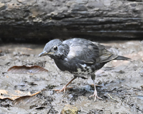 マミジロ♂幼鳥3728