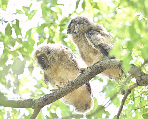 トラフズクの雛3544