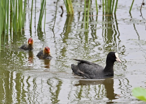 オオバン親子7180