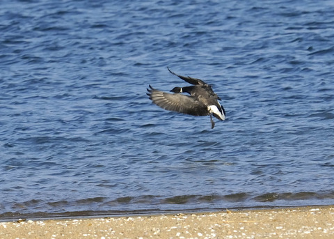 飛ぶ・コクガン0930