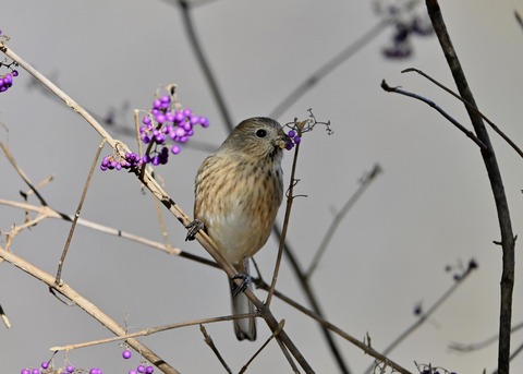 ベニマシコ♀0738