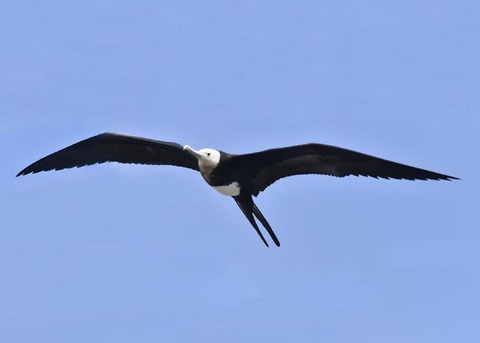 オオグンカンドリB3824