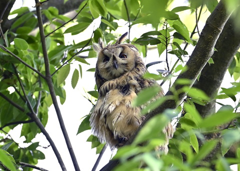 トラフズク♂2630