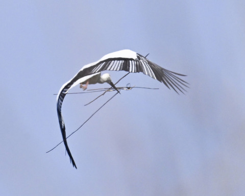 巣材運ぶコウノトリ8262