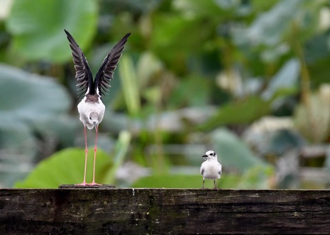 クロハラアジサシ幼鳥2932