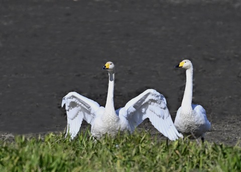 オオハクチョウ5292