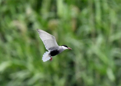 クロハラアジサシ9274