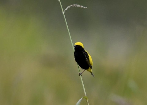 オウゴンチョウ♂2143