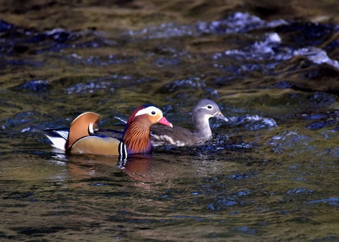オシドリのペアー8929