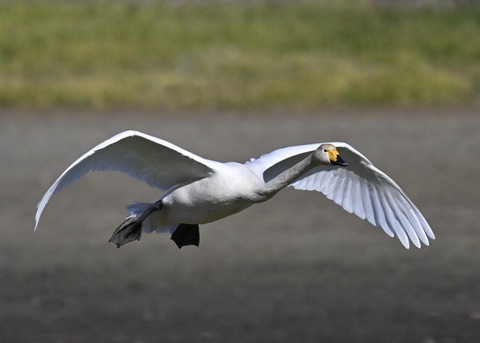 オオハクチョウ4061