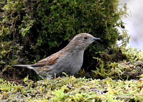 カヤクグリ7509