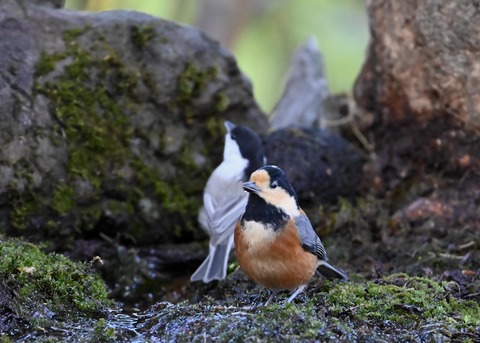 コガラ&ヤマガラ0513