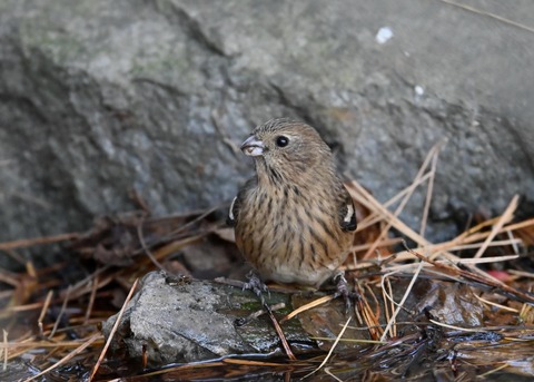 ベニマシコ♀5516