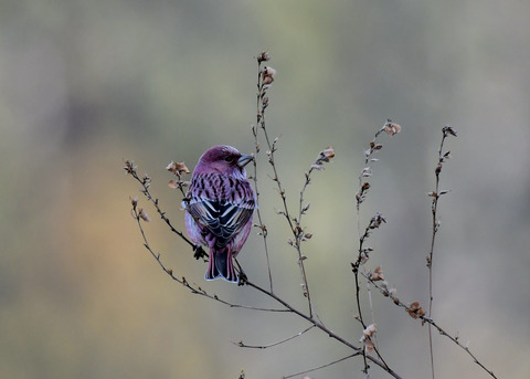 オオマシコ♂9028