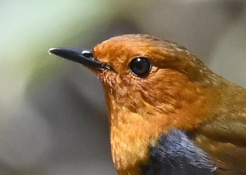 コマドリ♂8000(9061)