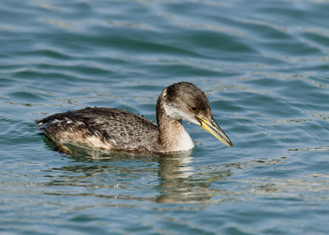 アカエリカイツブリ2973