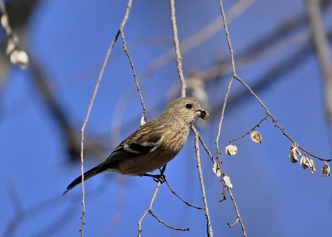 ベニマシコ♀5439