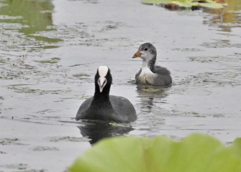 オオバン親子4706