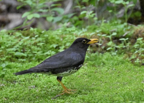 クロツグミ♂4137