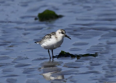 ミユビシギ幼羽8821