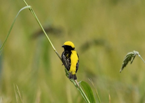 オウゴンチョウ1393