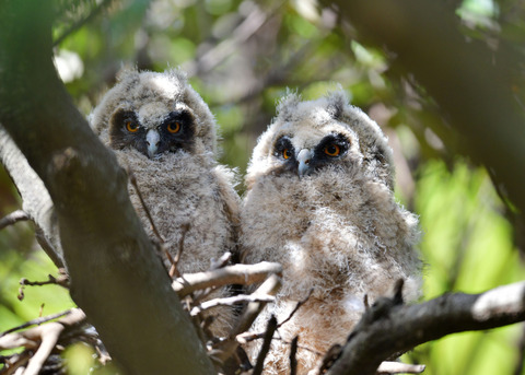 トラフズクのヒナ③④8093