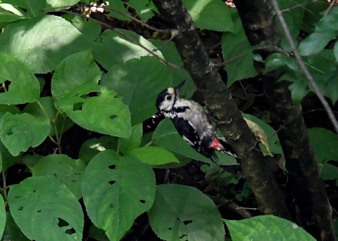 アカゲラ♀4700