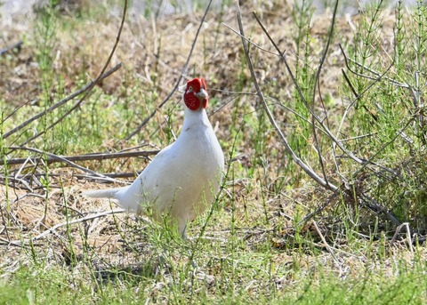 キジ♂白化8150