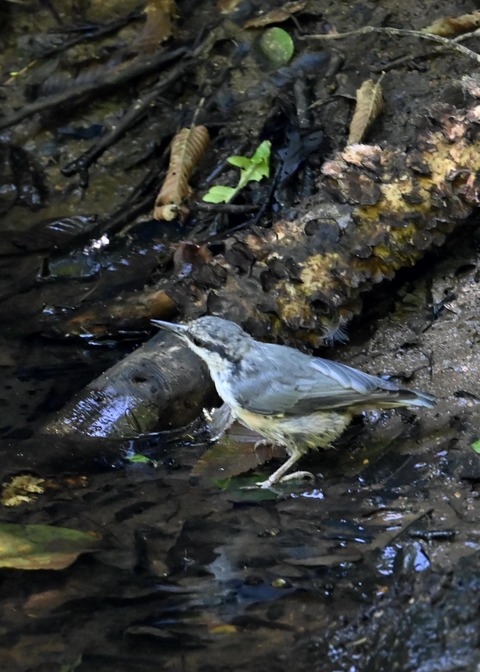 ゴジュウカラ1022