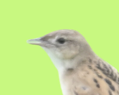オオセッカ7000