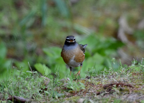 マミチャジナイ♂1204