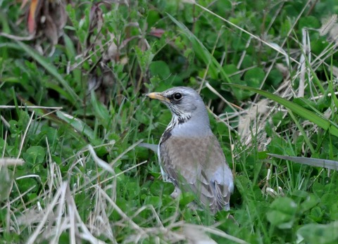 ノハラツグミ2272