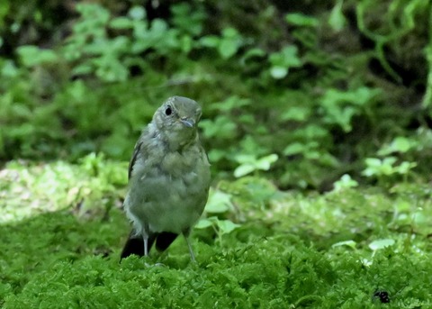 オオルリ♀5340