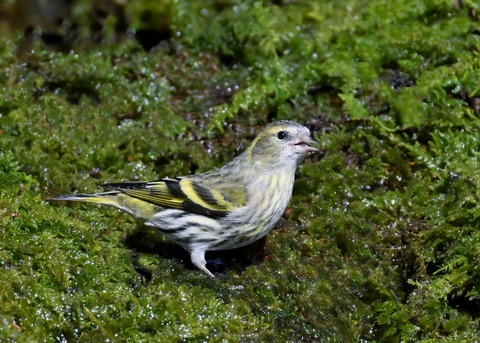 マヒワ♀8117