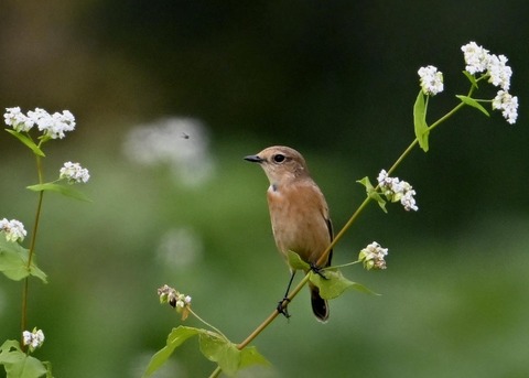 ノビタキ♀4093