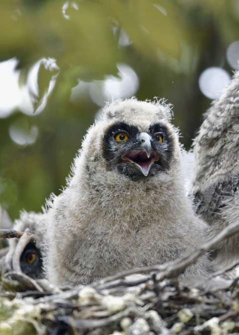 トラフズクのヒナ④7284