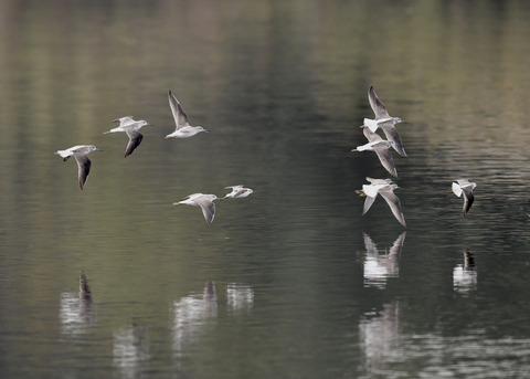 アオアシシギ5702